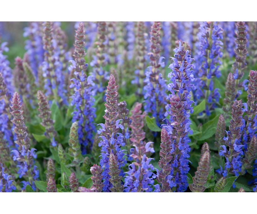 Sensation Deep Blue Sage